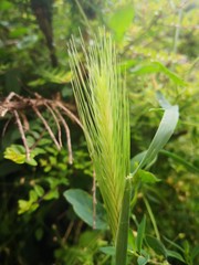 Obraz premium porcupine