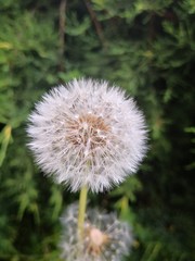 Obraz premium dandelion seed head