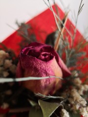 Dry rose red