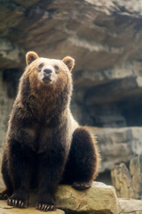 Obraz na płótnie Canvas Curious Brown Bear