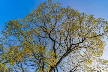 Branches of a tree with green leaves on a blue sky background.