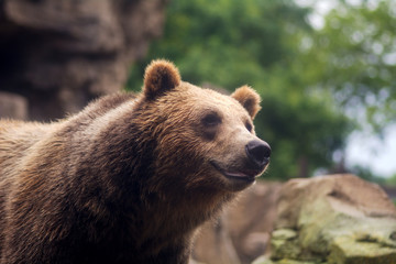 Obraz na płótnie Canvas Smiling Grizzly Bear