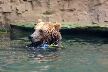 Swimming Grizzly Bear