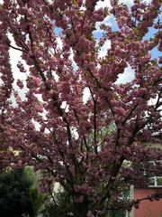 pink cherry blossom in spring