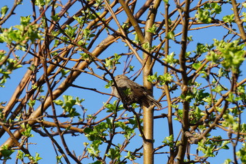 House Sparrow on a spring evening 
