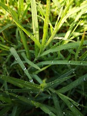 Fototapeta na wymiar morning dew on the grass