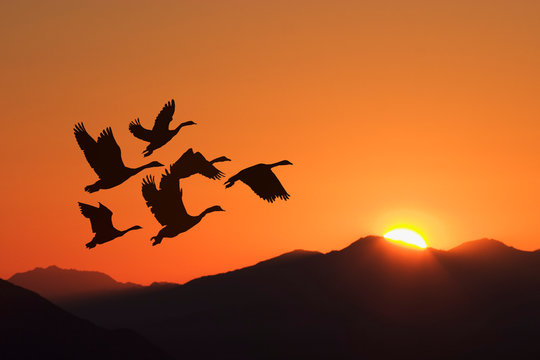 Very relaxing sunrise with silhouetted birds flying