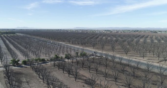 American Pecan farms in beautiful sunshine