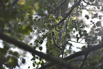 bird on tree