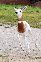 Dama Gazelle