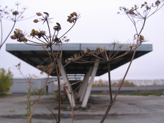abandoned gas station shed with roof overgrown with dry grass in autumn