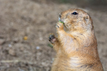 Prairie Dog Munching Celery