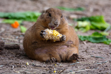 Chubby Prairie Dog Munching Corn on the Cob