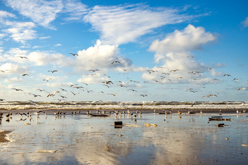 Seagulls fly over the Pacific Ocean, California