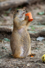 Prairie Dog Munching a Carrot