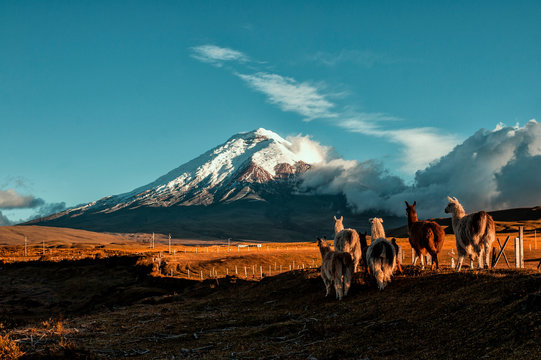 Llamas caminando hacia el Volc&aacute;n Cotopaxi en Ecuador