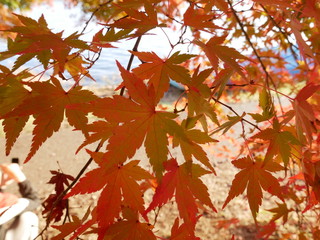 autumn maple leaves