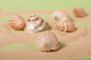 sea shells on a green background