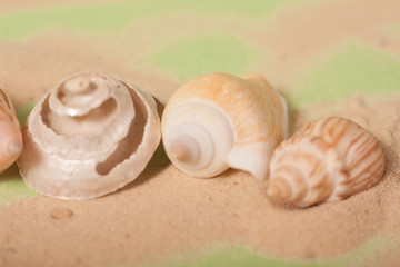 sea shells on a green background