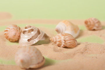 sea shells on a green background