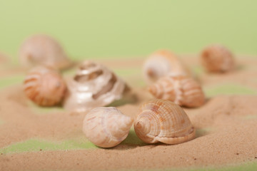 sea shells on a green background