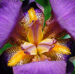 Purple and yellow bearded iris flower in bloom © eqroy