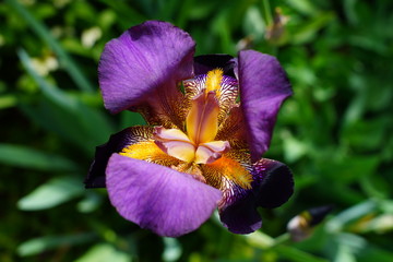 Purple and yellow bearded iris flower in bloom © eqroy