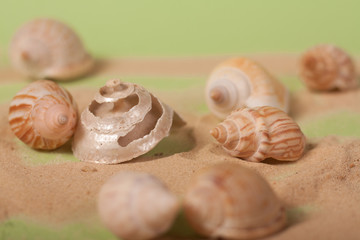 sea shells on a green background