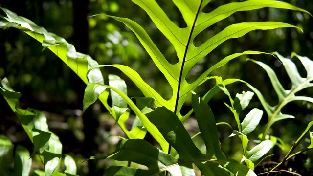 panning to the staghorn fern branch on the tree in the garden, fresh greenery with soft sunlight, leaves swaying in the wind, natural lighting, 4K