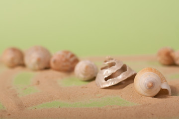 sea shells on a green background