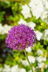 Purple globe allium flower in the spring