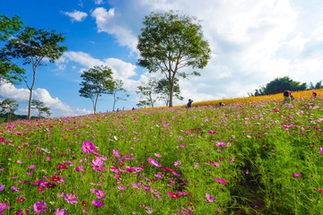 purple cosmos flower field