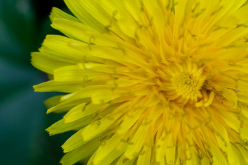Yellow dandelion macro view close up