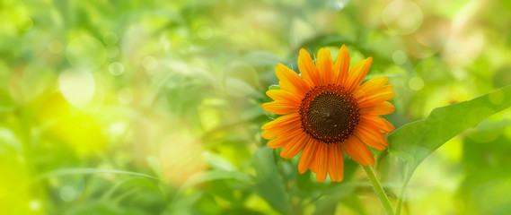 Sunflower summer natural green yellow banner background. Blooming sunflower with bokeh. Close-up, copy space