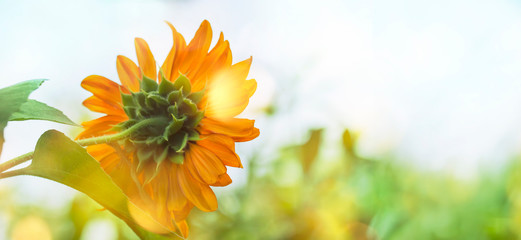 Sunflower summer natural green yellow banner background. Blooming sunflower and blue sky with bokeh. Close-up, copy space