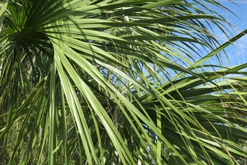 Fototapeta na wymiar Palm branches on blue sky background