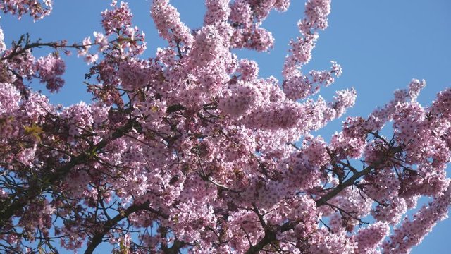 A view of a tree with blossoming clusters of pink flowers.
