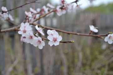 cherry branches with pink flowers in spring