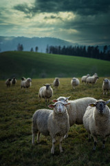 Schafherde im Hochschwarzwald