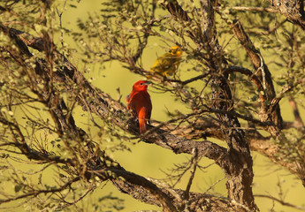 Sivestre birds found in Brazil