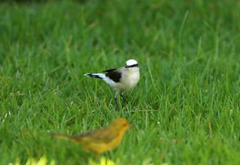 Sivestre birds found in Brazil
