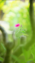 Beautiful pink flower with green background
