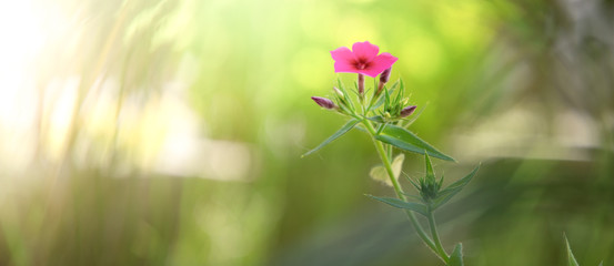 Beautiful pink flower with green background