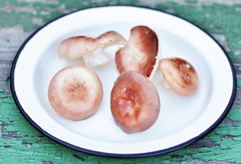 Mushrooms  russules. style of country. copy space