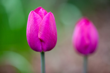 Two purple tulips with one prominent