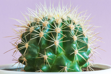 Golden Barrel Cactus, Mother-in-Law's Cushion (Echinocactus grusonii)