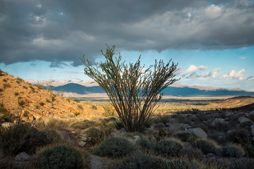 Fototapeta na wymiar Ocotillo in Anza-Borrego Desert State Park