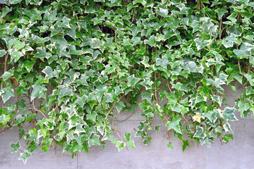 ツタと壁