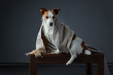 dog in a scarf. The pet hid. Warm cloth