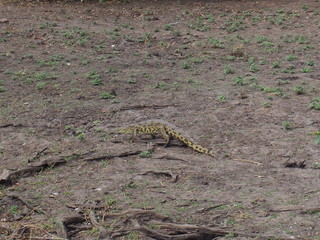 Reptilian animals, Chobe National Park, Botswana